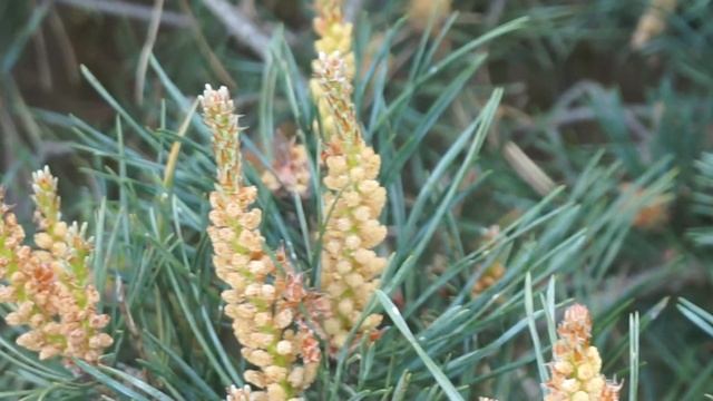 Sosna zwyczajna, pospolita - Pinus sylvestris смотреть онлайн
