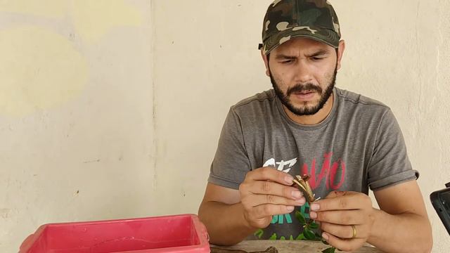 Estaquinhas/Estaca com nebari top de um ficus green emerald смотреть онлайн