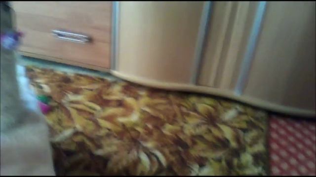 Кот Ден Лотос, породы невская маскарадная (18.09.18) смотреть онлайн