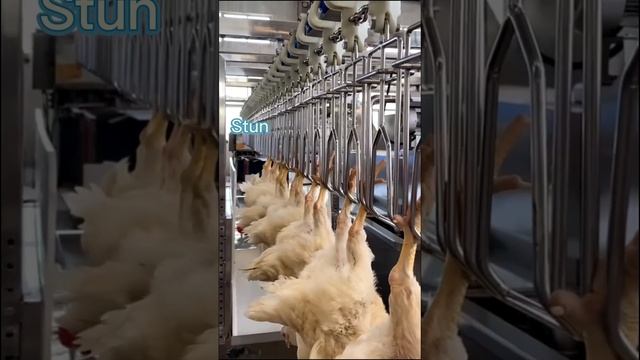 Stun the Chickens on the slaughter line смотреть онлайн