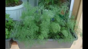 Почему не растет на подоконнике укроп?