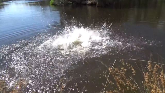 Как приручить дикое животное