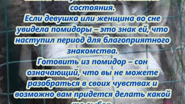 К чему снятся помидоры смотреть онлайн