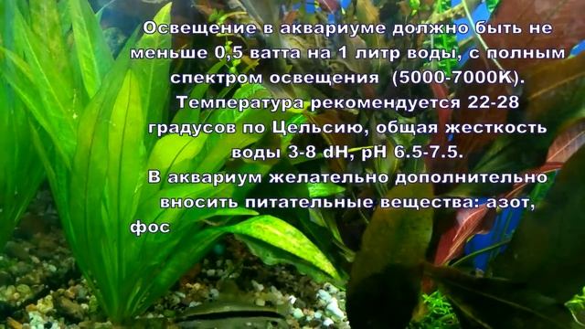 Эхинодорус Амазонка, Echinodorus amazonicus #Аквариумныерастения смотреть онлайн