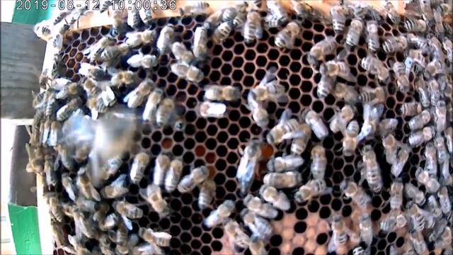 Медопродуктивность пакета Джубги 100 кг мёда+отводок за сезон.Пчеловодство начинающим. смотреть онлайн