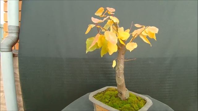 Краски осени бонсай на улице 2020 Абрико́с обыкнове́нный сортовой Prúnus armeníaca Apricot смотреть онлайн