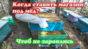 КОГДА И КАК ПРАВИЛЬНО СТАВИТЬ МАГАЗИНЫ ПОД МЁД И МЕНЯТЬ МАТОК.