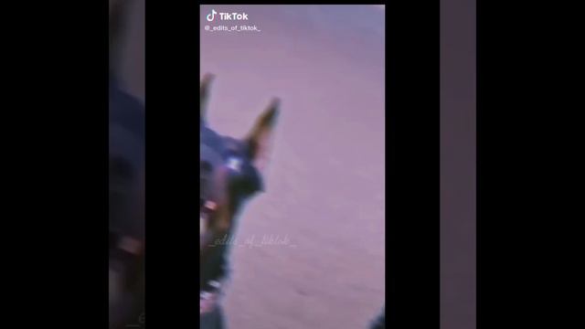 #9 edit doberman|edits_dobermans смотреть онлайн