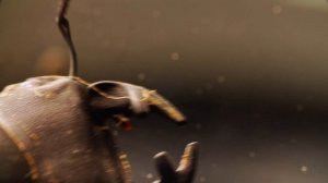 Жук Оленёк обыкновенный | Насекомые