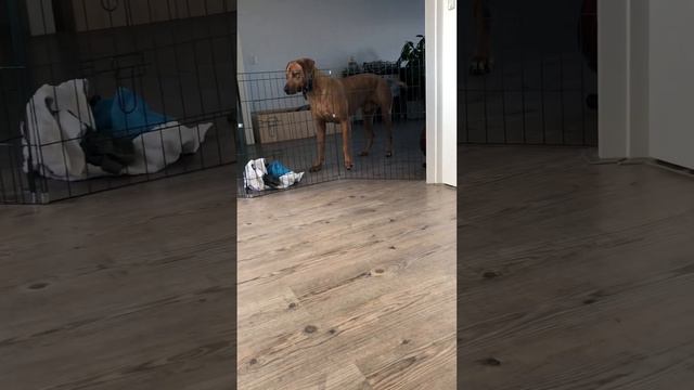Lets play! #puppy #rhodesianridgeback #weimaraner смотреть онлайн