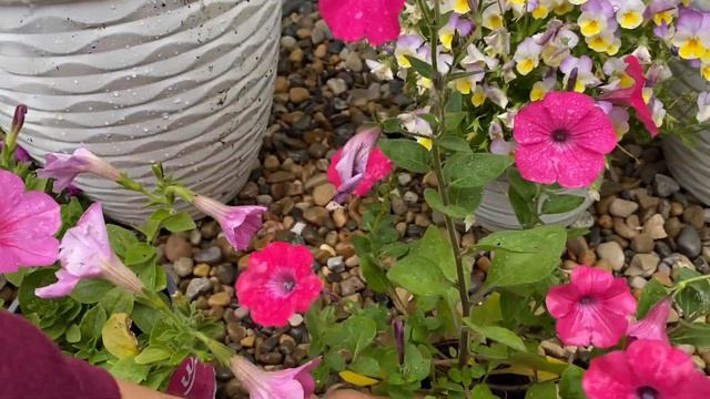 Cual es la mejor Petunia? смотреть онлайн