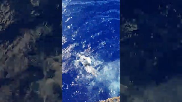 Mariana Trench swim call 2018 смотреть онлайн