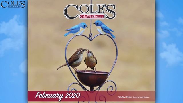 Cole's Calendar 2020: Carolina Wren Photo Contest Winner смотреть онлайн
