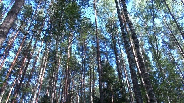 Черника крупная смотреть онлайн