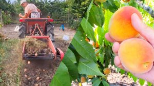 Копка картофеля минитрактором | Сбор персиков