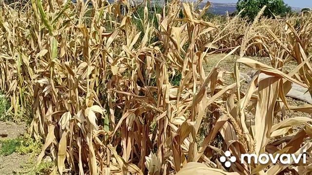 Сицилия? как она есть. Работа, привычки, погода смотреть онлайн