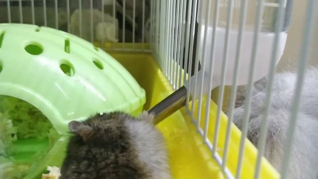 СМЕШНЫЕ МОМЕНТЫ ИЗ БУДНЕЙ ЖИВОТНЫХ • Жили были хомяки смотреть онлайн