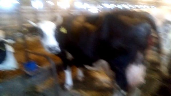 Корова родила двойню