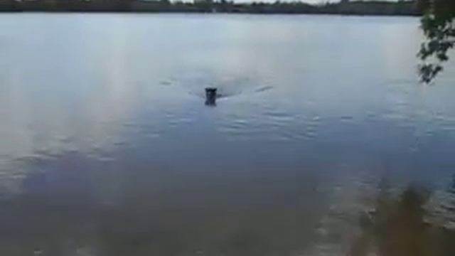 Мышка плавает смотреть онлайн