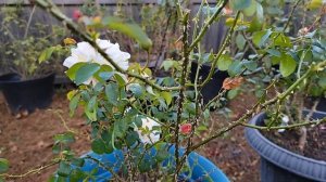 David Austin rose - Queen Nefertiti | rose review | Fall 2021 | Zone 8b | Southern Alabama