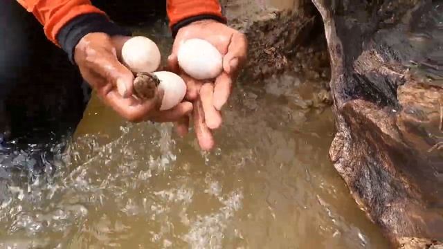 best hand fishing! a fisherman skills pick a lots of eggs duck and snails in river by hand смотреть онлайн