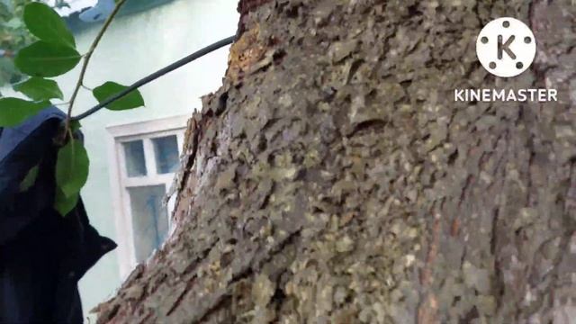 Лечим ствол старой груши