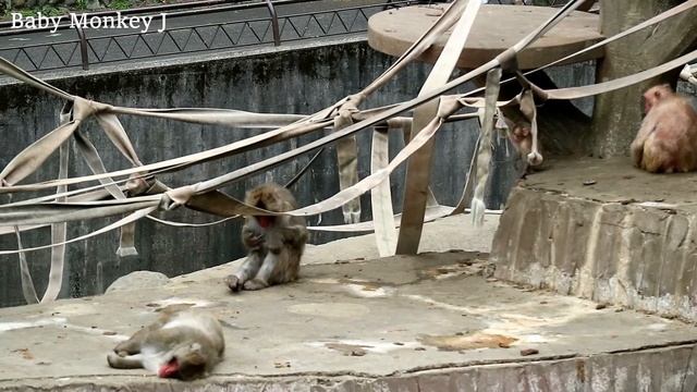 Baby monkey's big jump but failed смотреть онлайн