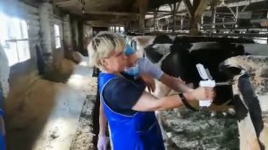 Прибор искусственного осеменения. Эндоскоп с функцией осеменения КРС - 2