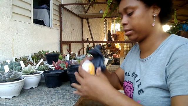 O SOL ESTÁ QUEIMANDO AS SUCULENTAS/FIZ UM DOCE QUE AMO/REPLANTE DAS SUCULENTAS NOVAS смотреть онлайн