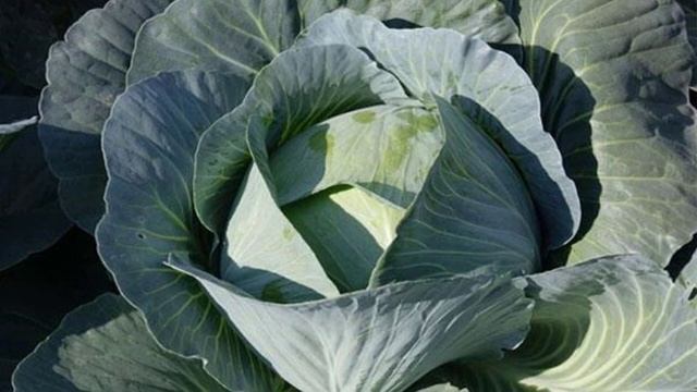 Сорта капусты лучшие для засолки смотреть онлайн