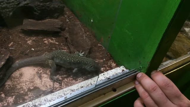 Крокодиловая ферма Екатеринбург 1 смотреть онлайн