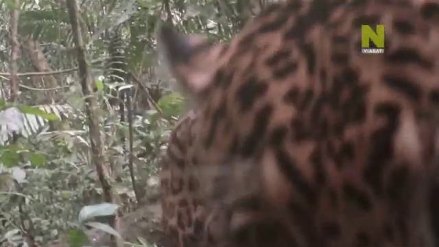 Совершенные друзья