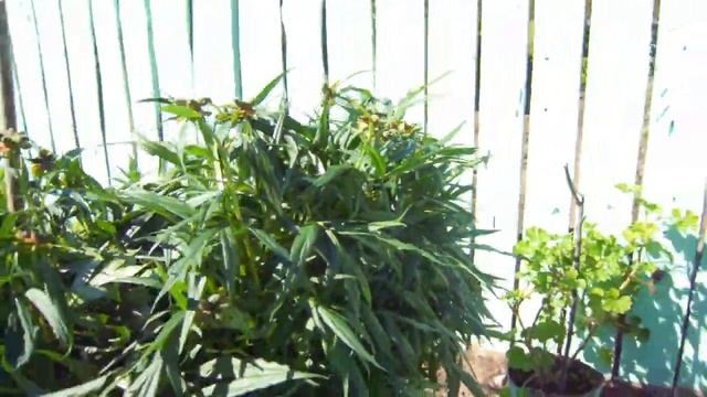 в ограде огороде В доме 2016 2 смотреть онлайн