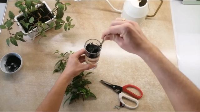 Черенкование фуксии. смотреть онлайн