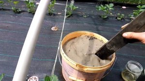 Подкормка клубники ЗОЛОЙ. Зола VS Клубника..mp4