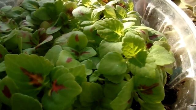 Фитолампа 36 Вт Е27(биколор) для растений от Минифермер ру. Результаты досвечивания за 2 недели смотреть онлайн