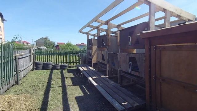 Кролики.кормление и вес наших белых великанов. смотреть онлайн