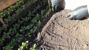 Пикировка рассады ПОМИДОР в парник