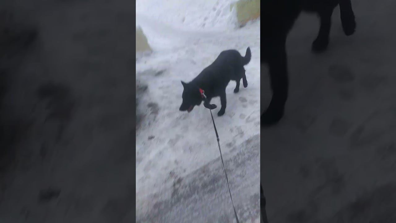 ВЕО черная Восточно Европейская Овчарка 25 смотреть онлайн