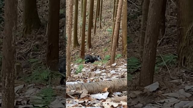 Священное животное коза -антилопа или коза-олень (камосика) смотреть онлайн