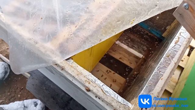 Смотрим пасеку 30.01 | Как зимуют пчелы на пасеке смотреть онлайн