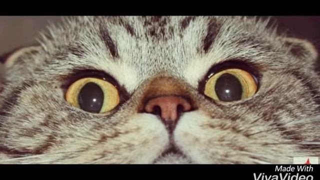 #####МИЛЫЕ КОТИКИ###### смотреть онлайн