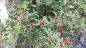 ежевика аучита