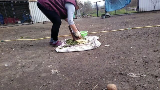 Полезная крапива . Вода ушла в погребе.