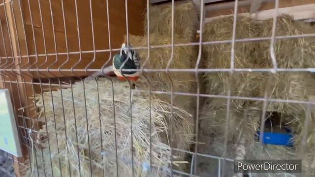 Львиный обзор. Парк «Елочки» ЭКО-ферма. Контактный зоопарк.