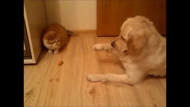 Кот, собака... и мышь смотреть онлайн