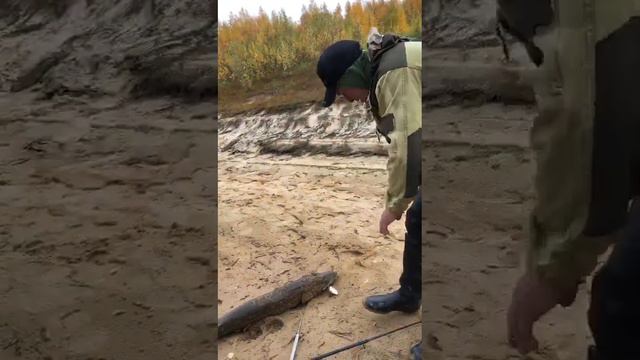 Рабочим на Ямале.Надым. Рыбалка в кайф, ещё один крокодил. смотреть онлайн