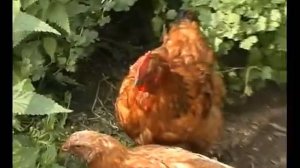 Венгерский великан  2,5 месяца