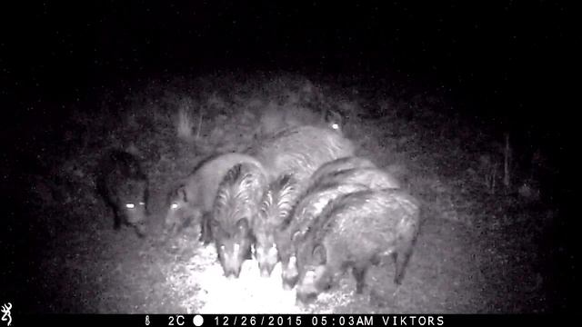 Кабан (Wild boar) смотреть онлайн