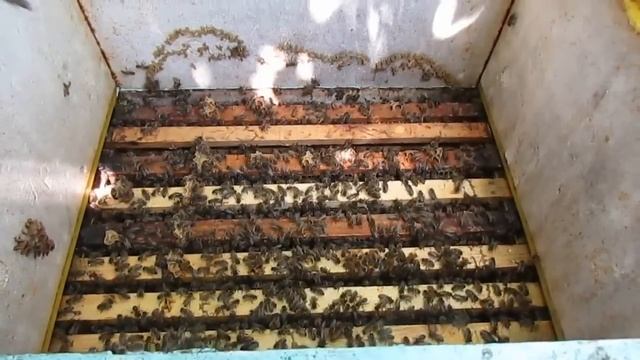 чтобы не вылетел рой и была польза от роевой семьи - что делать если пчелы задумали роиться